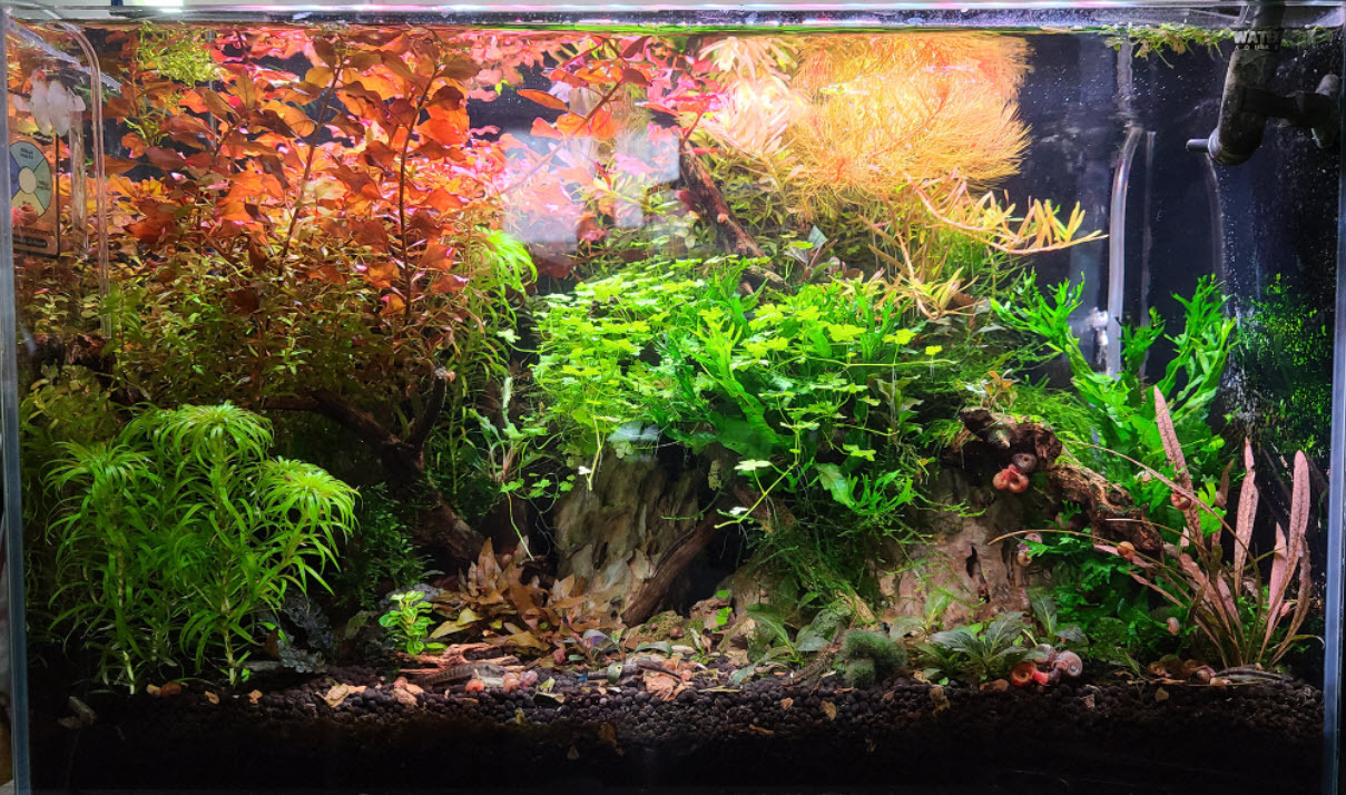Shrimp Tank Setup